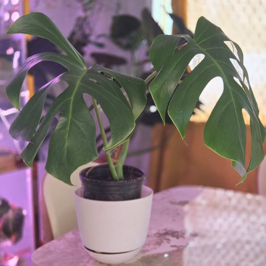 Monstera deliciosa var. sierrana spp. Two Nodes, Two Leaves