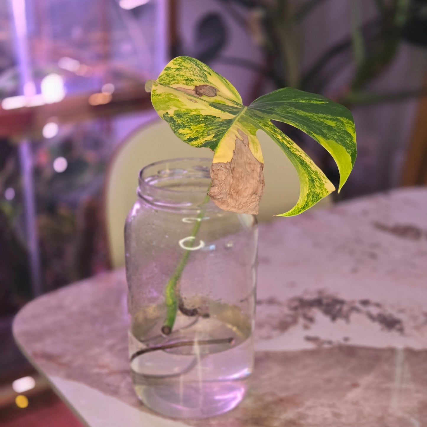 Monstera Aurea Cutting. One Node, One Leaf, HIGH Variegation.