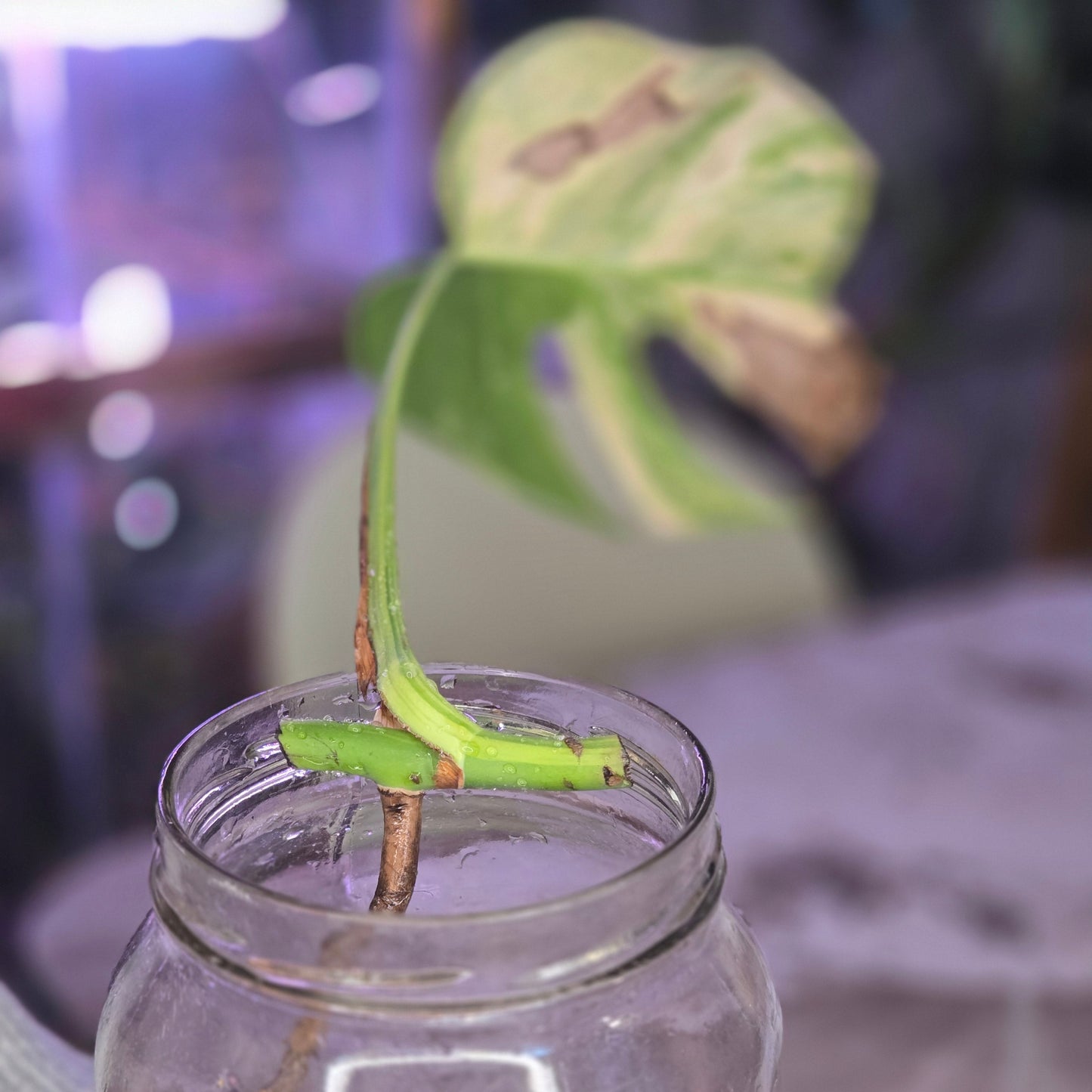 Monstera Aurea Cutting. One Node, One Leaf, HIGH Variegation.