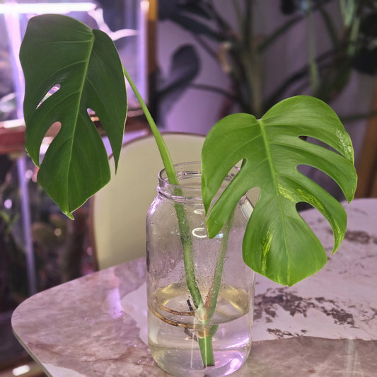 Monstera Aurea Top Cut (Low variegation). 2 nodes, 2 Leaves, Bareroot.