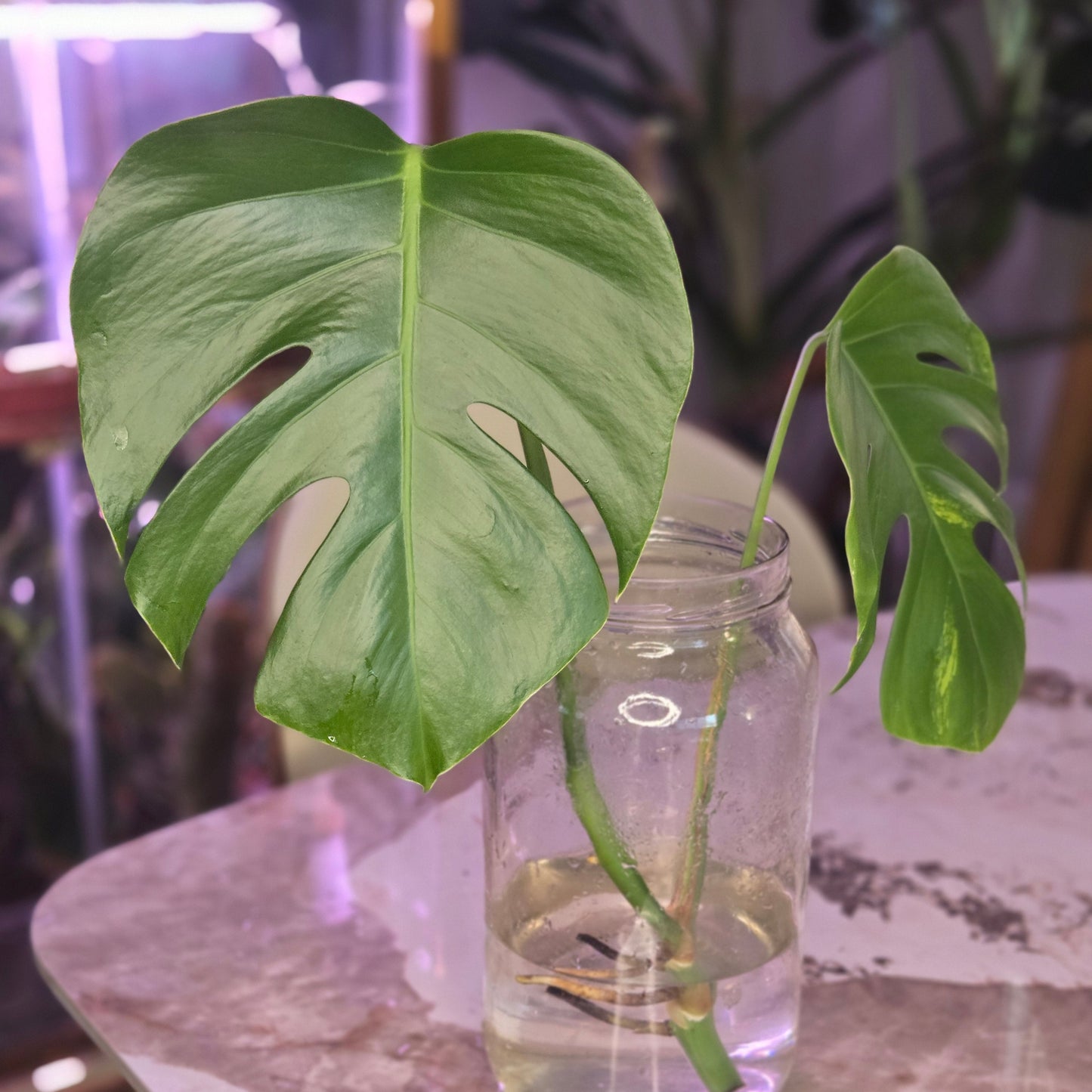 Monstera Aurea Top Cut (Low variegation). 2 nodes, 2 Leaves, Bareroot.