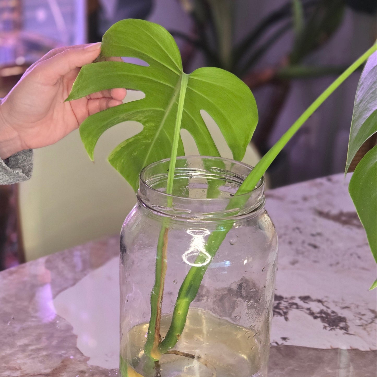 Monstera Aurea Top Cut (Low variegation). 2 nodes, 2 Leaves, Bareroot.