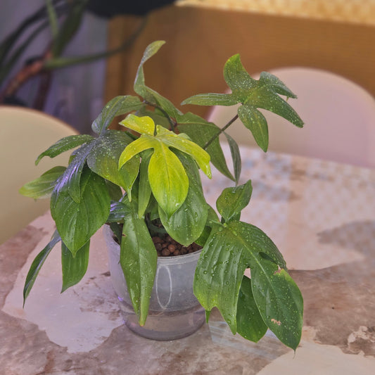 Philodendron Florida Ghost